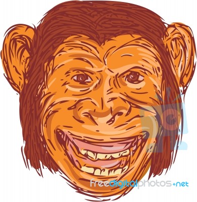 Chimpanzee Head Front Isolated Drawing Stock Image