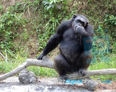 Chimpanzee Thinking Stock Photo