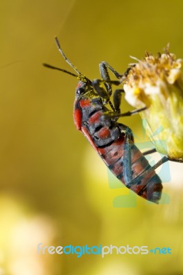 Chinch Bug (spilostethus Pandurus) Stock Photo