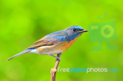 Chinese Blue Flycatcher Bird Stock Photo