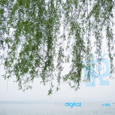 Chinese Willow Tree Stock Photo