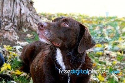 Chocolate Labrador In Fall Stock Photo