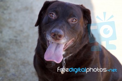 Chocolate Labrador Smiling Stock Photo