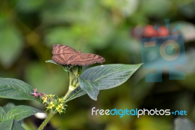 Chocolate Pansy Or Chocolate Soldier Butterfly (junonia Iphita) Stock Photo
