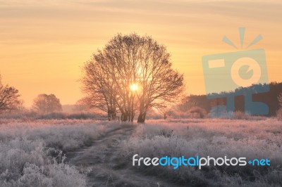 Christmas Background With Rising Sun And White Grass Stock Photo