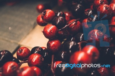 Christmas Berries Background Stock Photo