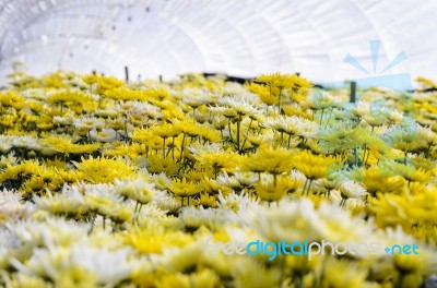 Chrysanthemum Morifolium Flowers Farm Stock Photo