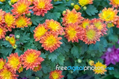 Chrysanthemums Stock Photo
