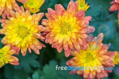 Chrysanthemums Stock Photo