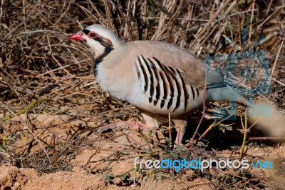 Chukar Stock Photo