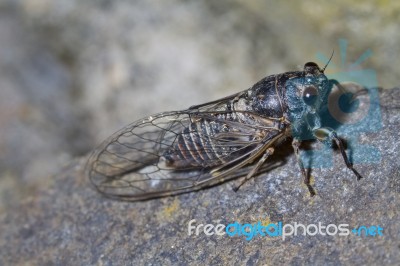 Cicada Insect Stock Photo