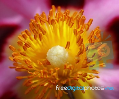 Cistus Stock Photo