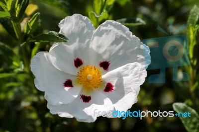 Cistus Lucitanica Decumbens Stock Photo