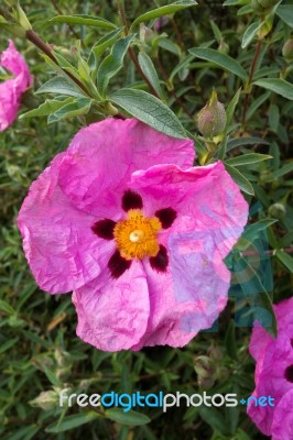 Cistus Purpureus Stock Photo Cistus Purpureus Stock Photo