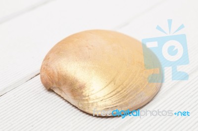 Clam Seashell Stock Photo