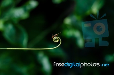 Climber Plant And Ants Stock Photo Climber Plant And Ants Stock Photo