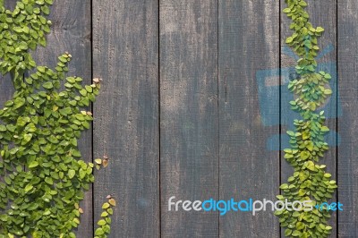 Climbing Ficus Pumila On Wall Stock Photo