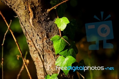 Climbing Ivy Stock Photo