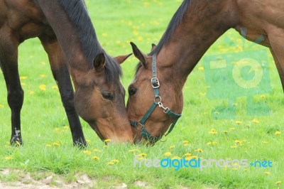 Close Friends Stock Photo