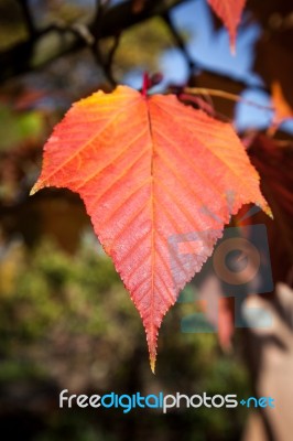 Close-up Acer Rufinerve Snake-bark Maple Leaf Stock Photo