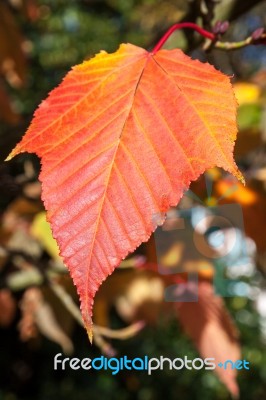 Close-up Acer Rufinerve Snake-bark Maple Leaf Stock Photo