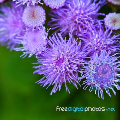 Close-up Ageratum Stock Photo