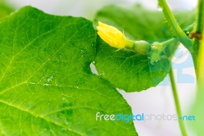 Close Up Baby Melon With Female Melon Flower Stock Photo