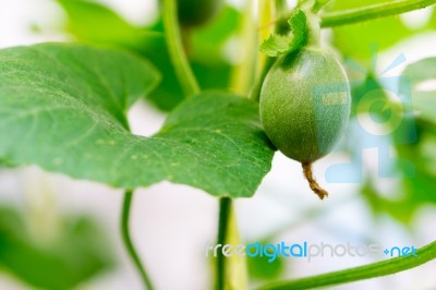 Close Up Baby Melon With Melon Flower, Popular Stock Photo