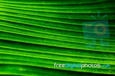 Close Up Banana Leaf Stock Photo