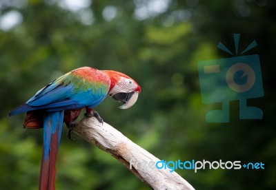 Close Up Beautiful Of Scarlet Macaw Birds Perching On Dry Tree B… Stock Photo