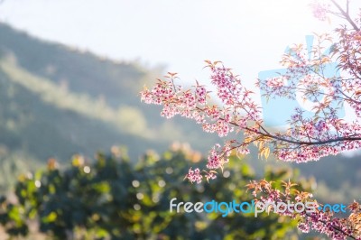 Close-up Cherry Blossom With Blue Sky Background Thai Sakura Blo… Stock Photo
