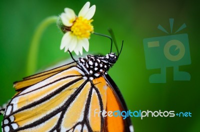 Close Up Common Tiger Or Danaus Genutia Butterfly Stock Photo