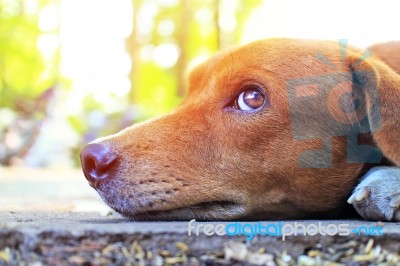 Close Up Face Of An Adorable Brown Dog Stock Photo