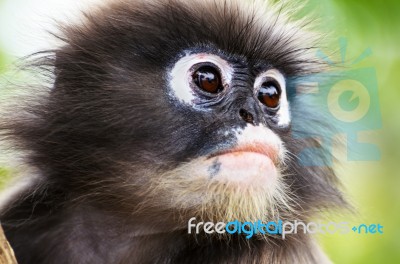 Close Up Face Of Dusky Leaf Monkey Stock Photo