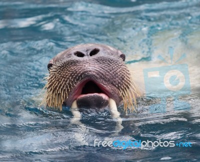 Close Up Face Of Male Walrus Swimming In Deep Sea Water Stock Photo