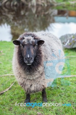 Close Up Face Of  New Zealand Merino Sheep In Rural Livestock Farm Stock Photo