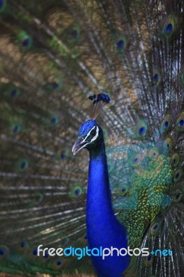 Close Up Face Of Wild Peacock Stock Photo