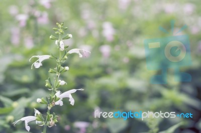 Close Up Flowers Background Stock Photo