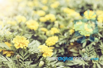 Close Up Flowers Background Stock Photo