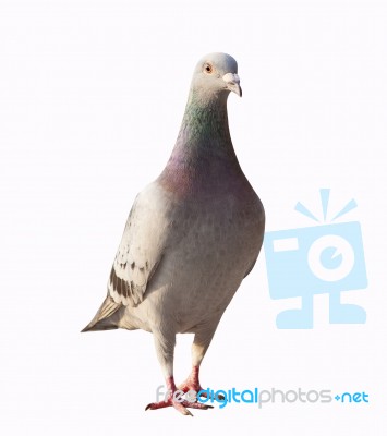Close Up Full Body Of Pigeon Bird Standing Isolated White Background Stock Photo