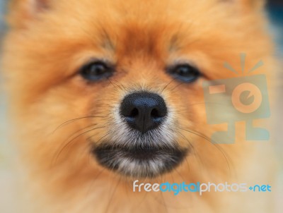 Close Up Good Healthy Nose Of Pomeranian Dog,good Health Of Dog Stock Photo