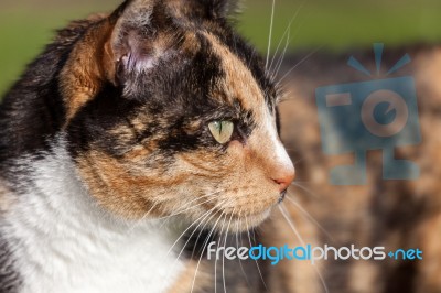 Close-up Head Shoulders Tortoiseshell Female Cat Stock Photo