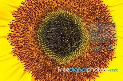 Close Up Heart Of Sunflower Stock Photo