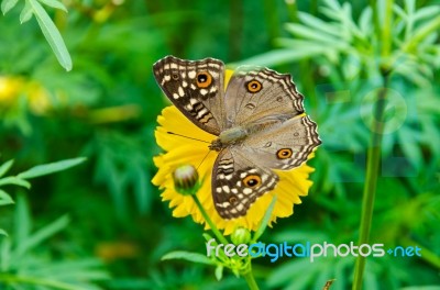 Close Up Lemon Pansy Butterfly Stock Photo