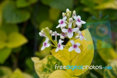 Close Up Little White Flowers Stock Photo