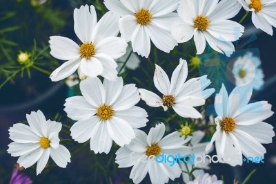 Close Up Natural Flowers Background.  Amazing View Of Colorful  Flowering In The Garden And Green Grass Landscape Overhead View With Copy Space And Template Floral Background Stock Photo