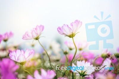 Close Up Natural Flowers Background.  Amazing View Of Colorful  Flowering In The Garden And Green Grass Landscape Overhead View With Copy Space And Template Floral Background Stock Photo