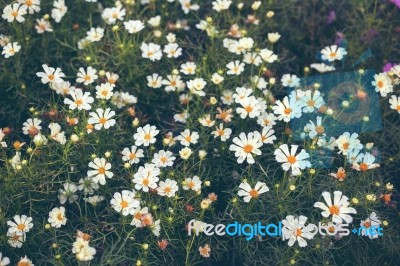 Close Up Natural Flowers Background.  Amazing View Of Colorful  Flowering In The Garden And Green Grass Landscape Overhead View With Copy Space And Template Floral Background Stock Photo