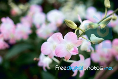 Close Up Natural Flowers Background.  Amazing View Of Colorful  Flowering In The Garden And Green Grass Landscape Overhead View With Copy Space And Template Floral Background Stock Photo