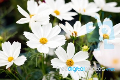 Close Up Natural Flowers Background.  Amazing View Of Colorful  Flowering In The Garden And Green Grass Landscape Overhead View With Copy Space And Template Floral Background Stock Photo